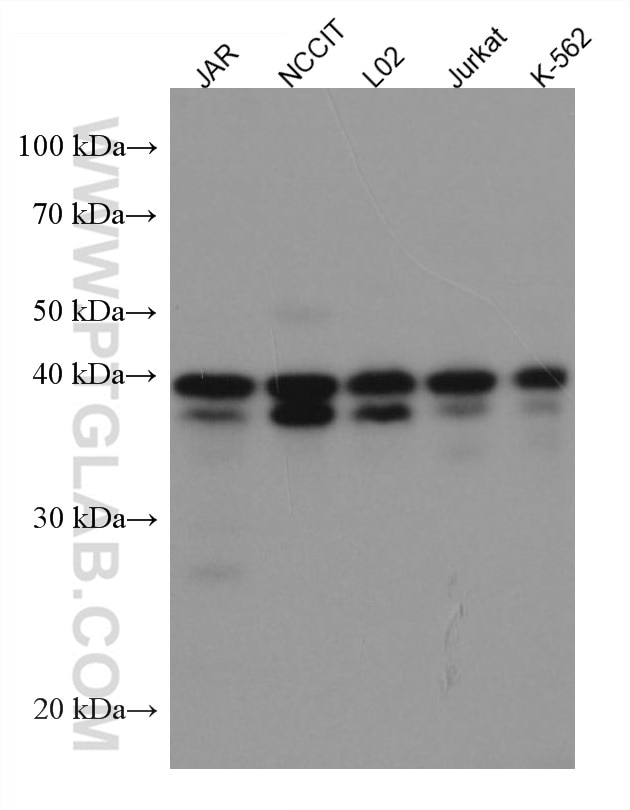 Western Blot (WB) analysis of various lysates using KLF6 Monoclonal antibody (67297-1-Ig)