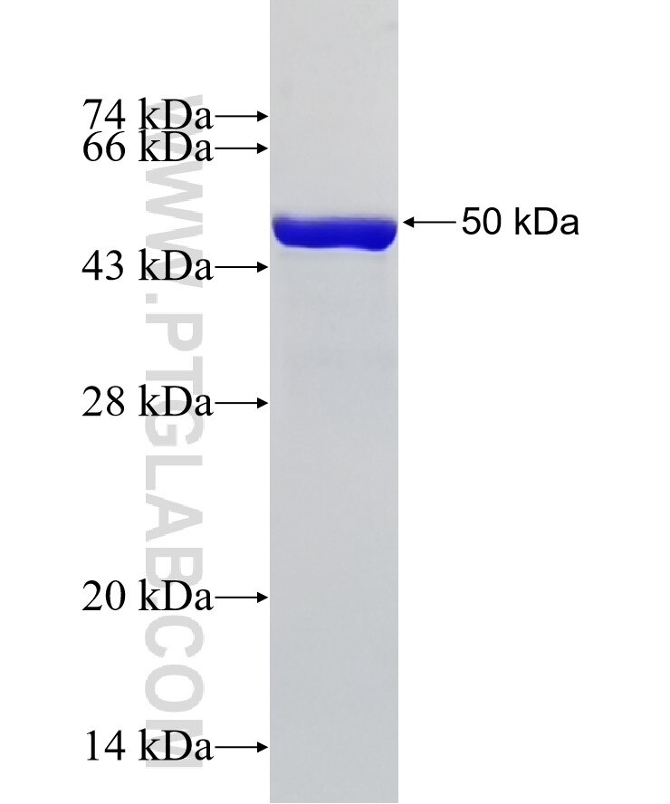 KLF6 fusion protein Ag33041 SDS-PAGE KLF6 fusion protein Ag33041 SDS-PAGE