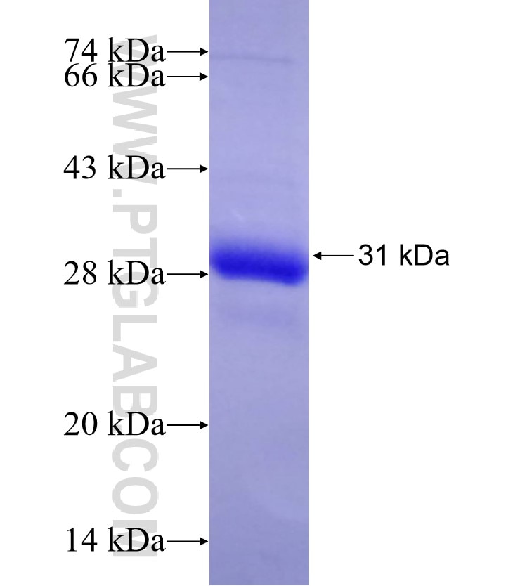 KLF6 fusion protein Ag6859 SDS-PAGE