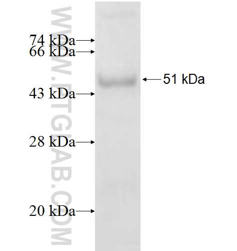 KLF7 fusion protein Ag3797 SDS-PAGE