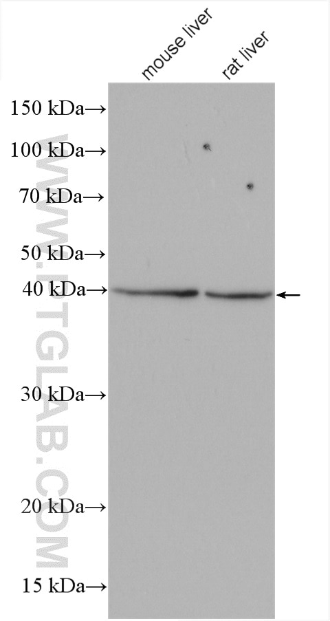 Western Blot (WB) analysis of various lysates using KLHDC1 Polyclonal antibody (27277-1-AP)