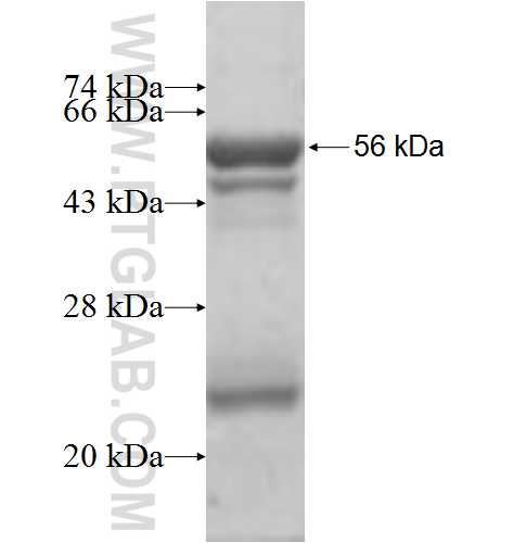 KLHDC3 fusion protein Ag4879 SDS-PAGE