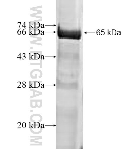 KLHDC4 fusion protein Ag10096 SDS-PAGE