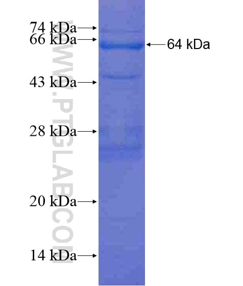 KLHDC5 fusion protein Ag20448 SDS-PAGE