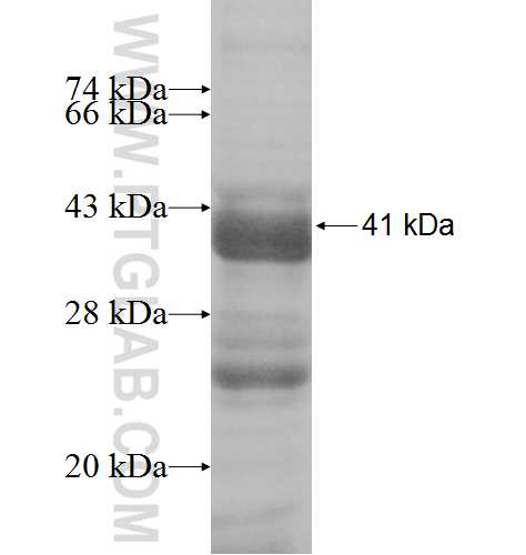KLHL1 fusion protein Ag8086 SDS-PAGE