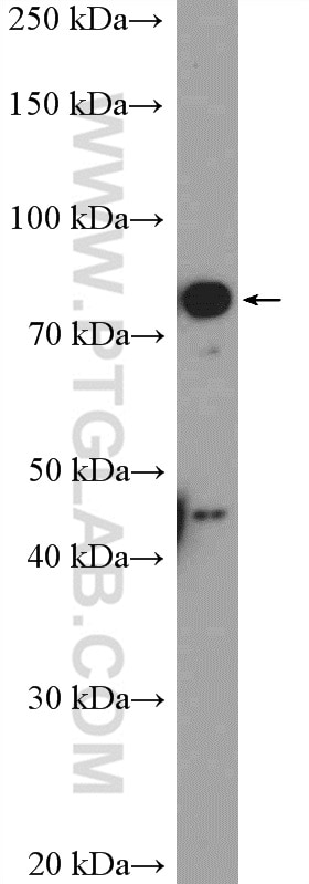 Western Blot (WB) analysis of COLO 320 cells using KLHL11 Polyclonal antibody (17117-1-AP)
