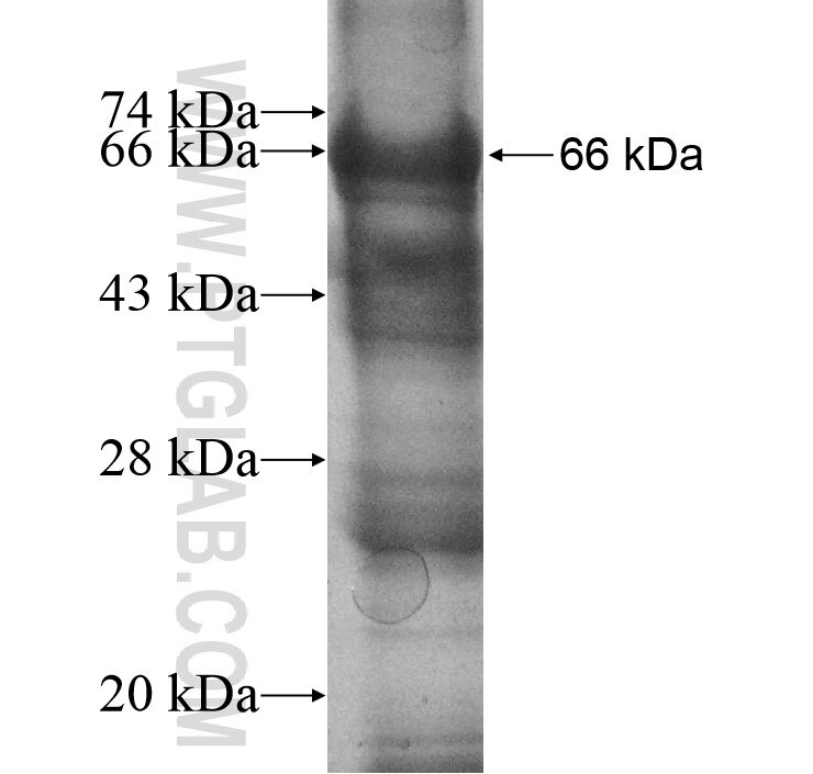 KLHL11 fusion protein Ag10805 SDS-PAGE