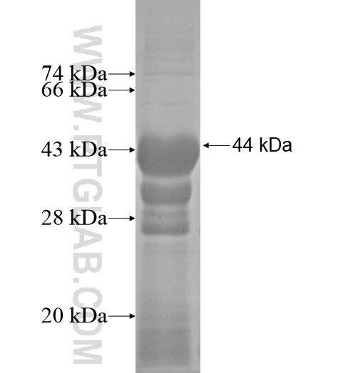 KLHL11 fusion protein Ag10821 SDS-PAGE