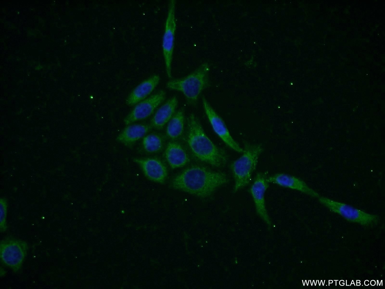 Immunofluorescence (IF) / fluorescent staining of PC-3 cells using KLHL12 Polyclonal antibody (14883-1-AP)