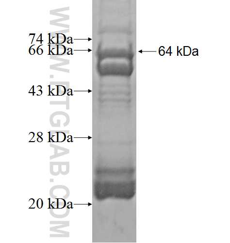 KLHL12 fusion protein Ag6658 SDS-PAGE