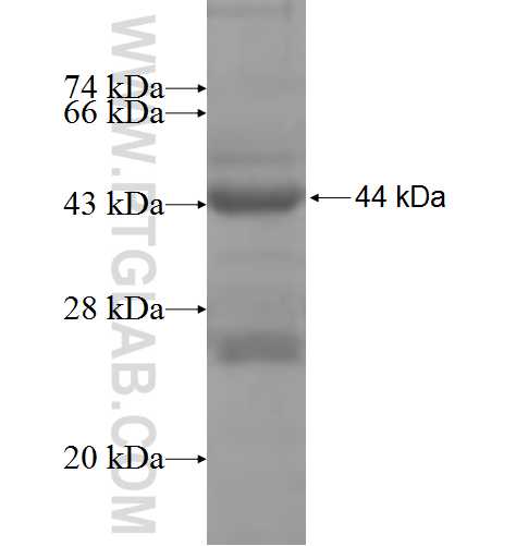 KLHL12 fusion protein Ag6785 SDS-PAGE