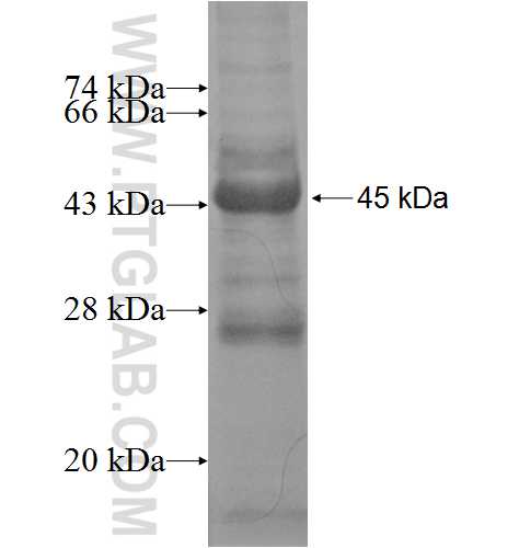 KLHL13 fusion protein Ag8003 SDS-PAGE