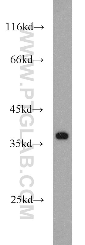 WB analysis of HepG2 using 16693-1-AP