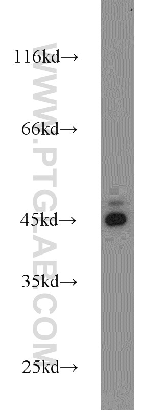 Western Blot (WB) analysis of mouse testis tissue using KLHL14-Specific Polyclonal antibody (14849-1-AP)