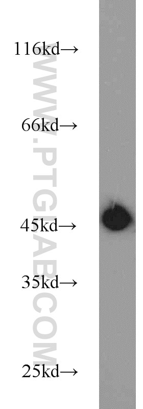 Western Blot (WB) analysis of mouse lung tissue using KLHL14-Specific Polyclonal antibody (14849-1-AP)