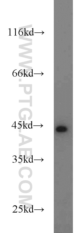 Western Blot (WB) analysis of mouse liver tissue using KLHL14-Specific Polyclonal antibody (14849-1-AP)