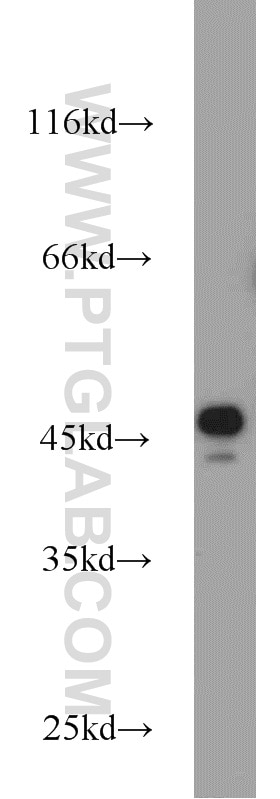 Western Blot (WB) analysis of mouse ovary tissue using KLHL14-Specific Polyclonal antibody (14849-1-AP)
