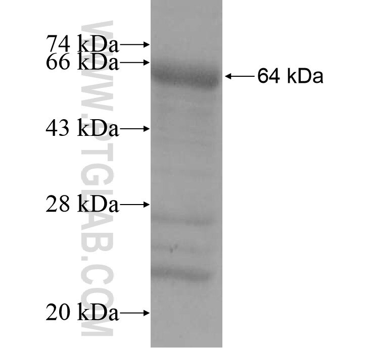 KLHL18 fusion protein Ag11070 SDS-PAGE