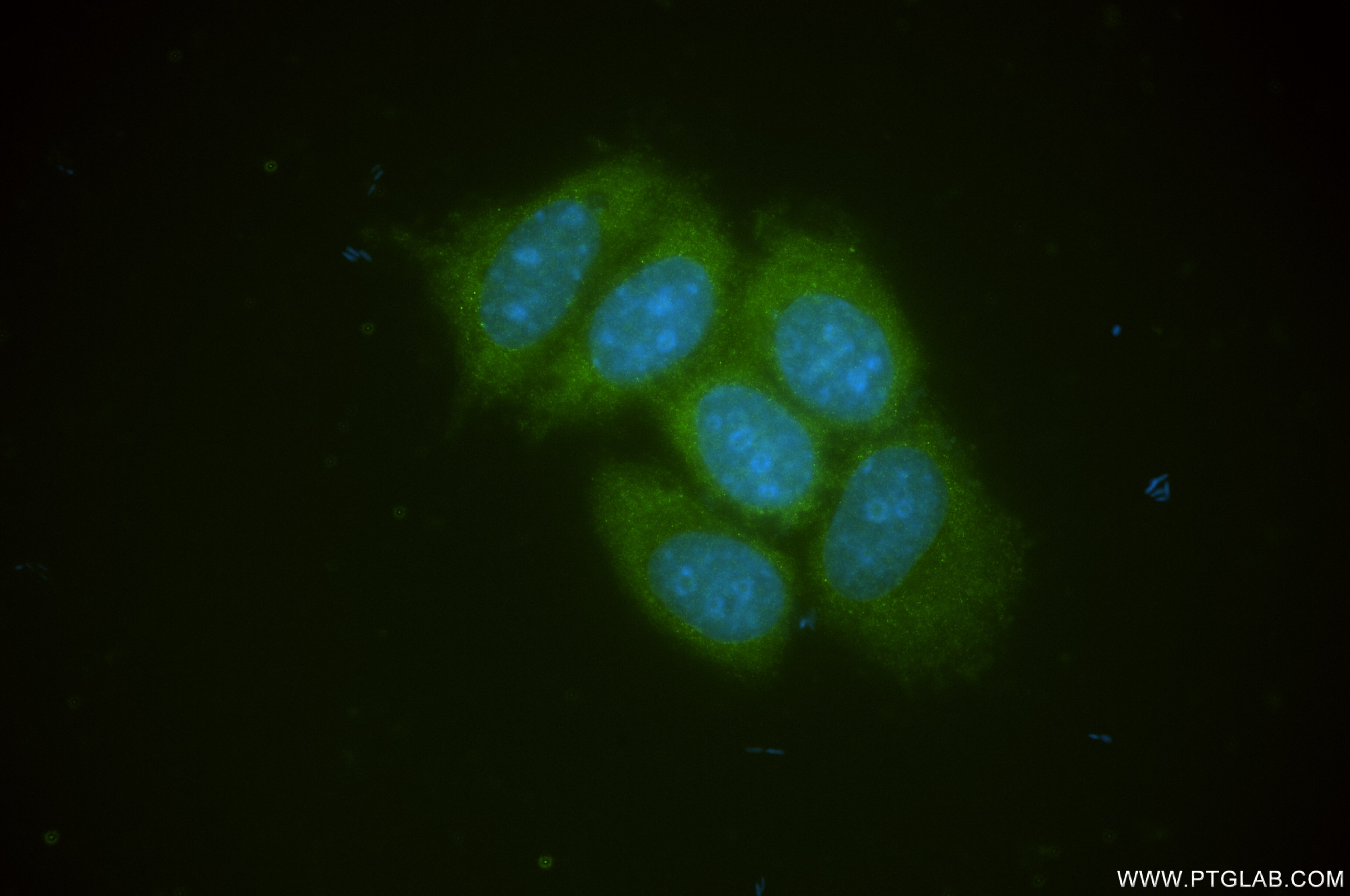 Immunofluorescence (IF) / fluorescent staining of MCF-7 cells using KLHL2 Recombinant antibody (85893-1-RR)