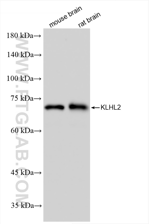 WB analysis using 85893-1-RR Western Blot (WB) analysis of various lysates using KLHL2 Recombinant monoclonal antibody (85893-1-RR)