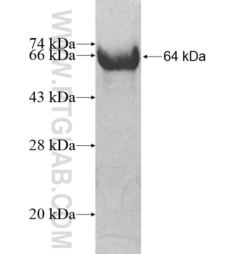 KLHL21 fusion protein Ag10582 SDS-PAGE
