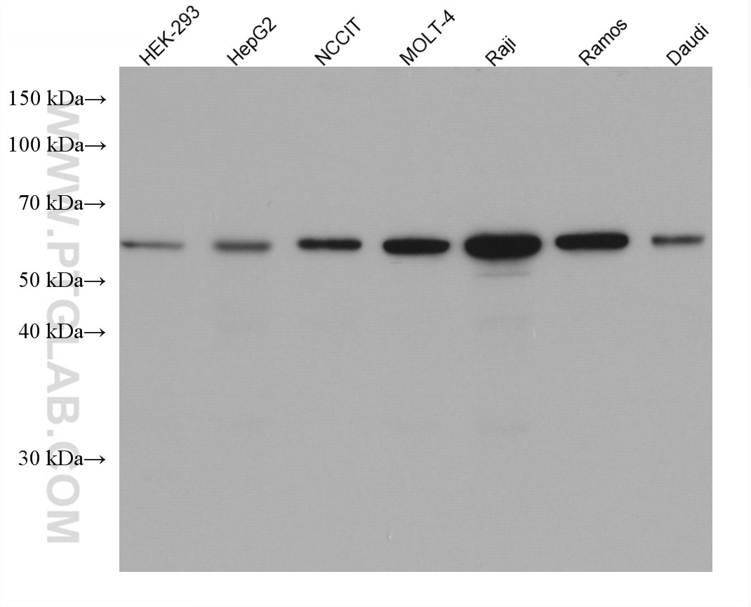 Western Blot (WB) analysis of various lysates using KLHL25 Monoclonal antibody (67774-1-Ig)