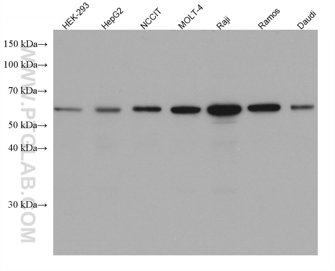 WB analysis using 67774-1-Ig