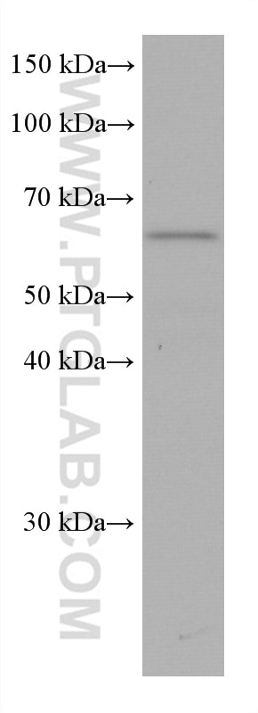 Western Blot (WB) analysis of HT-29 cells using KLHL25 Monoclonal antibody (67774-1-Ig)