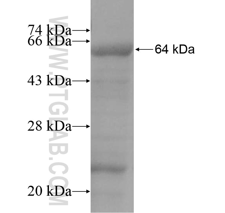 KLHL26 fusion protein Ag11002 SDS-PAGE