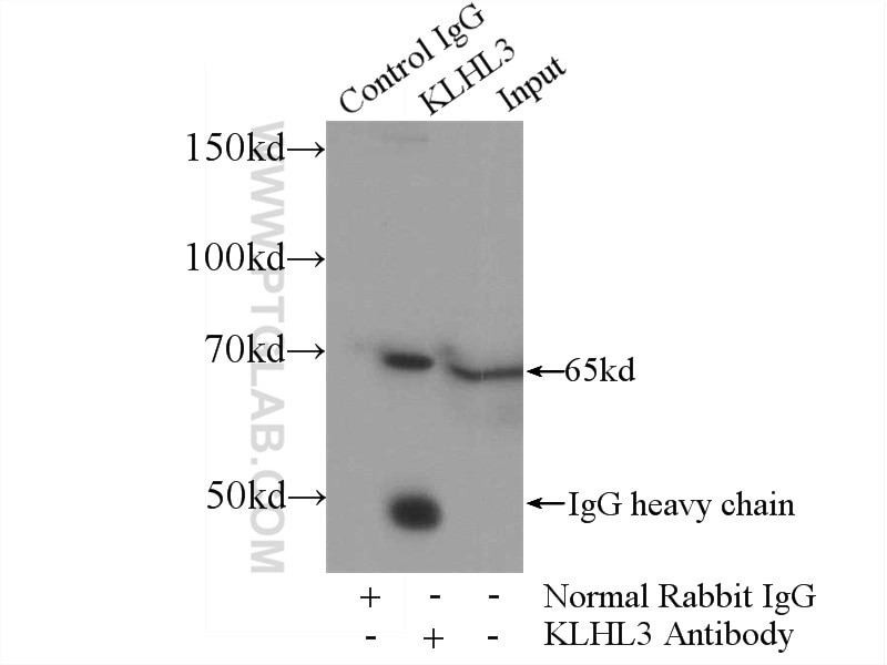 Immunoprecipitation (IP) experiment of HepG2 cells using KLHL3 Polyclonal antibody (16951-1-AP)