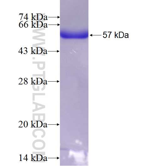 KLHL3 fusion protein Ag10580 SDS-PAGE