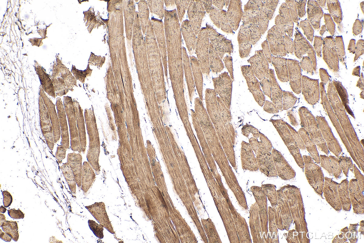 IHC staining of mouse skeletal muscle using 24781-1-AP