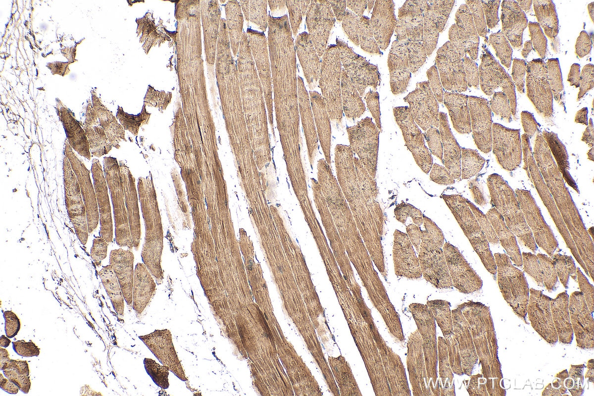 Immunohistochemistry (IHC) staining of mouse skeletal muscle tissue using KLHL31 Polyclonal antibody (24781-1-AP)