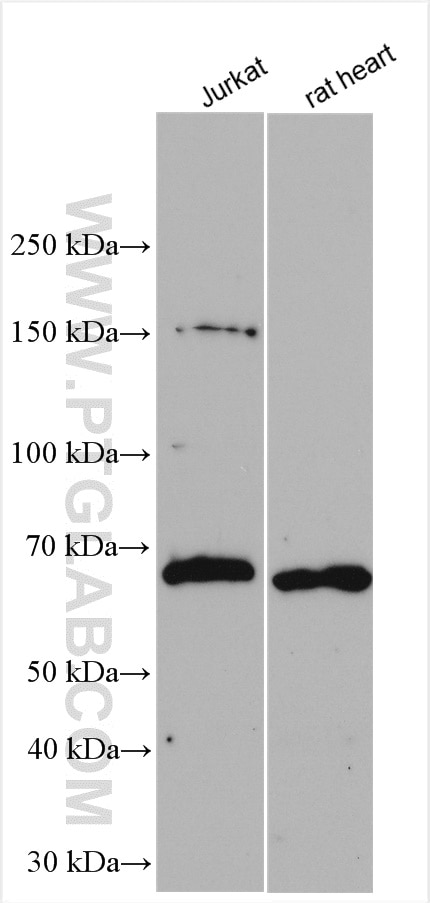 Western Blot (WB) analysis of various lysates using KLHL31 Polyclonal antibody (24781-1-AP)