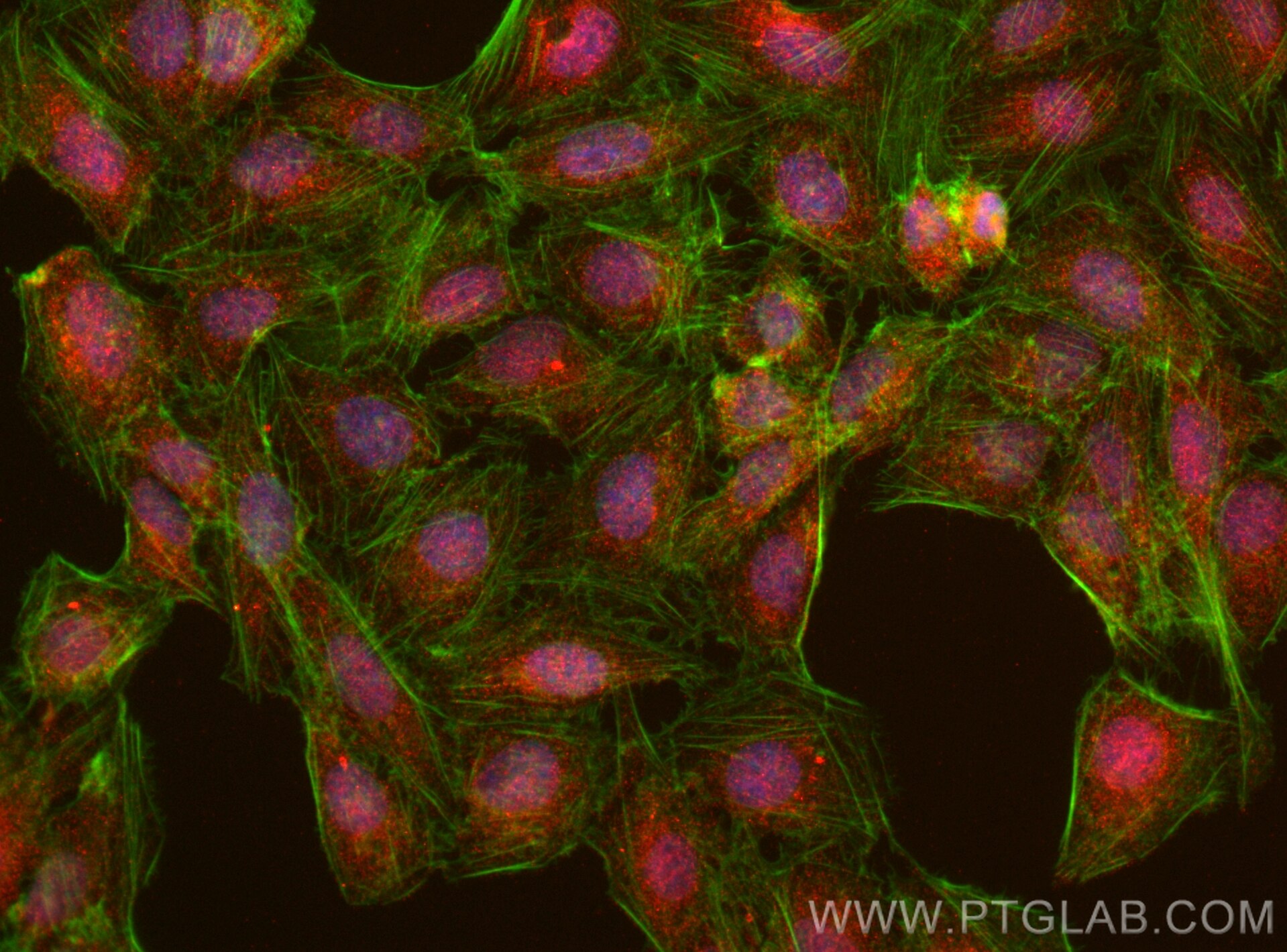 Immunofluorescence (IF) / fluorescent staining of U2OS cells using KLHL32 Polyclonal antibody (28621-1-AP)