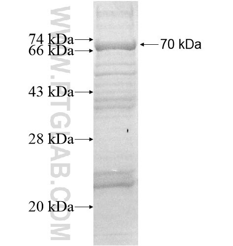 KLHL32 fusion protein Ag12196 SDS-PAGE