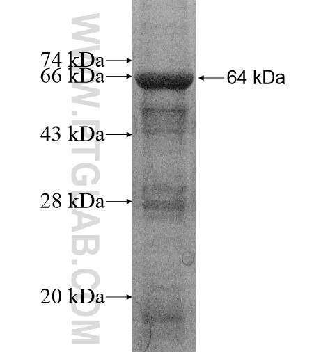 KLHL34 fusion protein Ag16001 SDS-PAGE