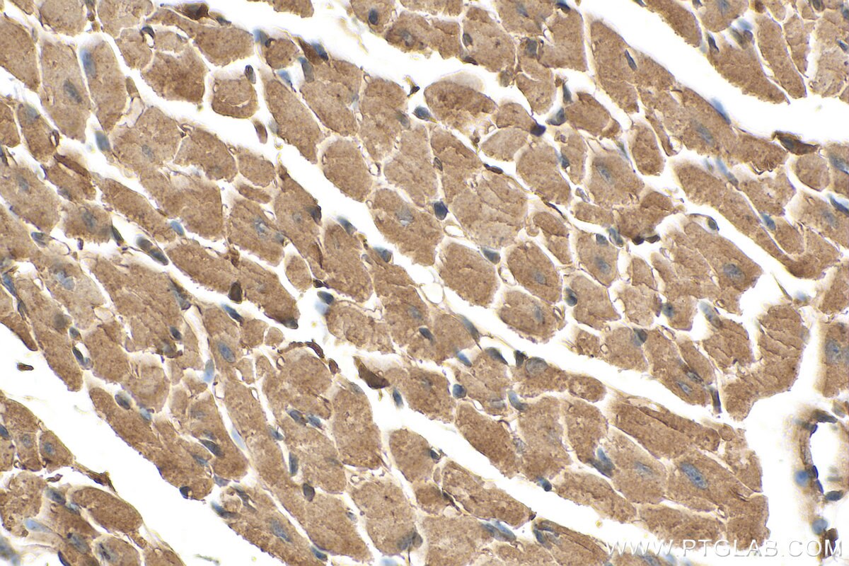 Immunohistochemistry (IHC) staining of mouse heart tissue using KLHL35 Polyclonal antibody (21199-1-AP)