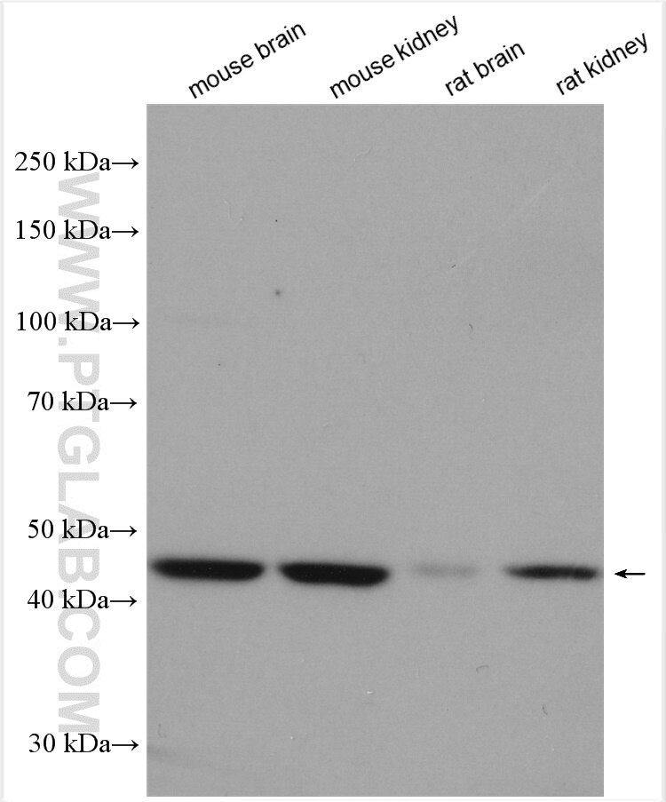 Western Blot (WB) analysis of various lysates using KLHL35 Polyclonal antibody (21199-1-AP)