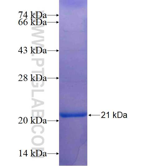 KLHL35 fusion protein Ag15558 SDS-PAGE