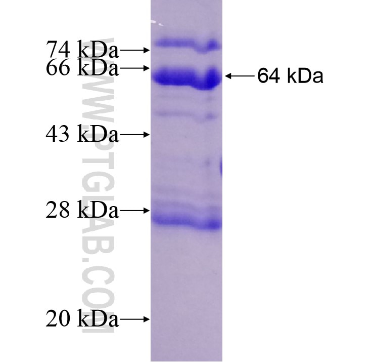 KLHL36 fusion protein Ag14007 SDS-PAGE