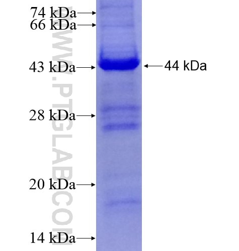 KLHL36 fusion protein Ag14052 SDS-PAGE