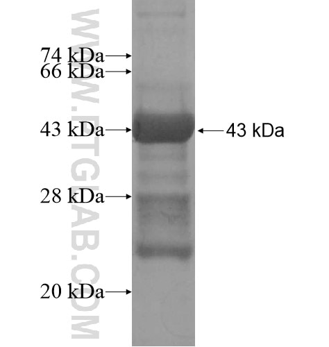 KLHL4 fusion protein Ag15529 SDS-PAGE