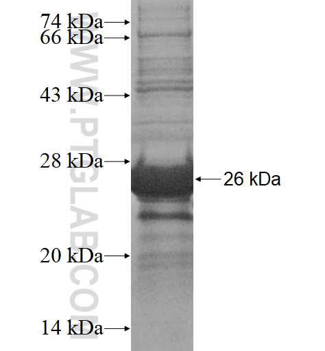 KLHL4 fusion protein Ag15948 SDS-PAGE