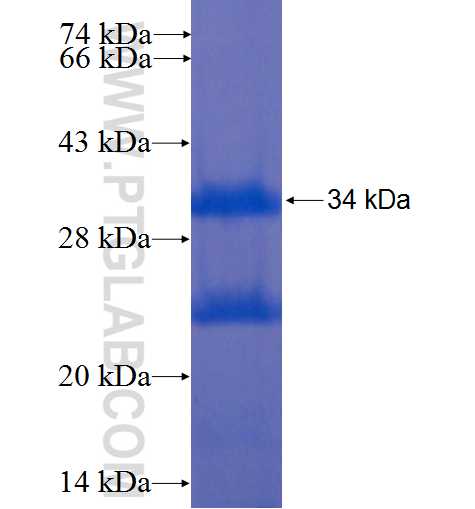 KLK10 fusion protein Ag8050 SDS-PAGE