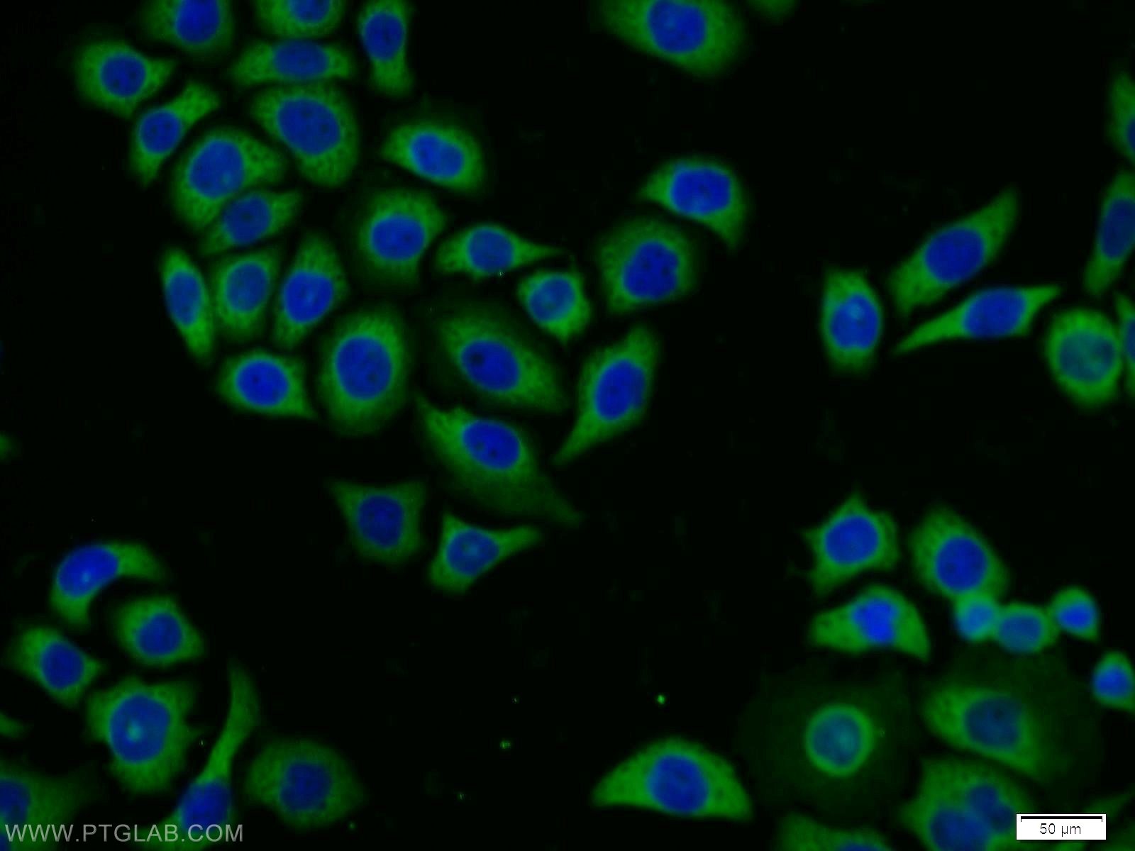 Immunofluorescence (IF) / fluorescent staining of PC-3 cells using Kallikrein 11 Polyclonal antibody (12698-1-AP)