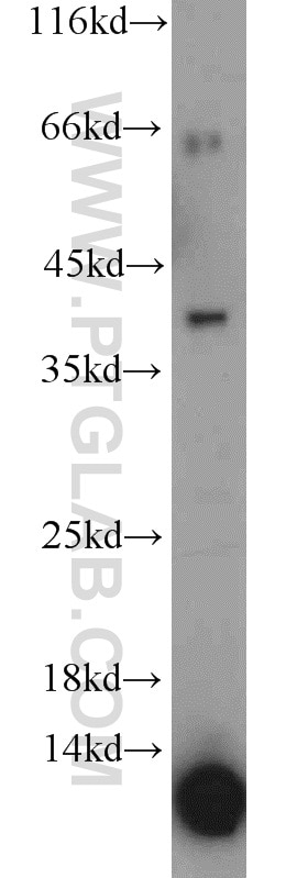 Western Blot (WB) analysis of PC-3 cells using Kallikrein 11 Polyclonal antibody (12698-1-AP)