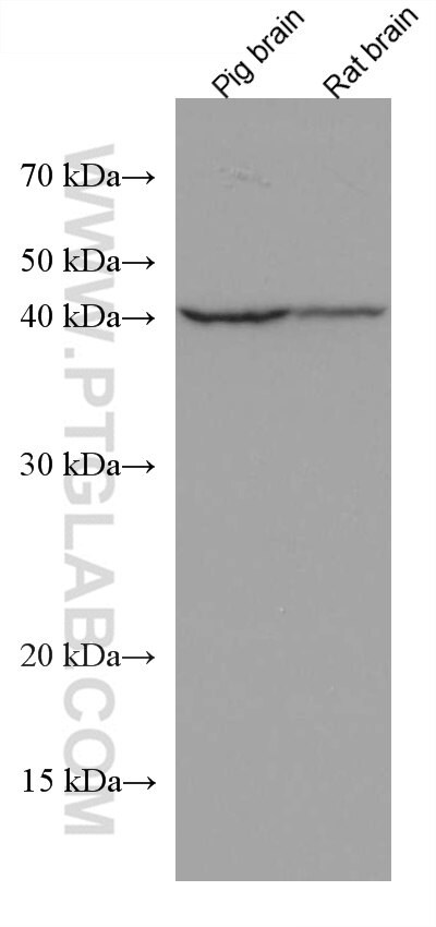 Western Blot (WB) analysis of various lysates using KLK11 Monoclonal antibody (67427-1-Ig)