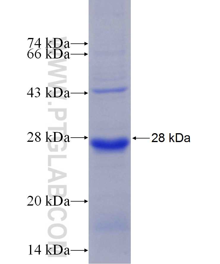 KLK11 fusion protein Ag29895 SDS-PAGE
