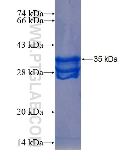 KLK15 fusion protein Ag26232 SDS-PAGE